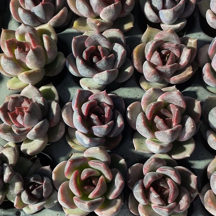 正版小黑水晶玫瑰