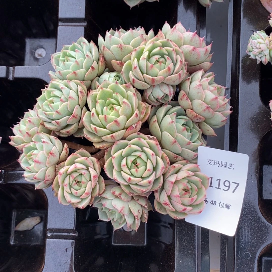 笨吧迪斯群生无砍1197