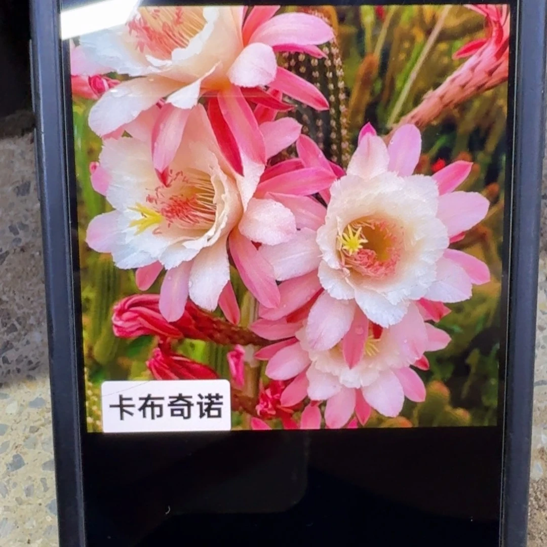 36金妞卡布奇诺歪无根侧牙5公分左右，20包邮
