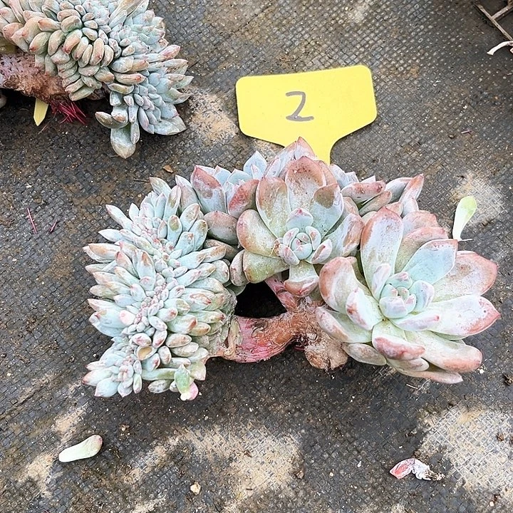 星影小树2号码牌子的话