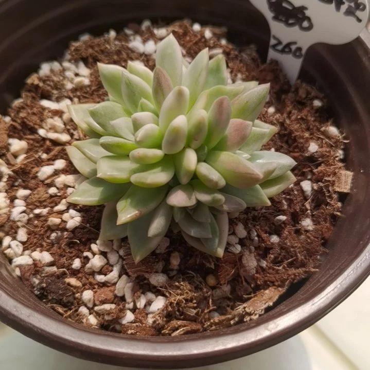 玫瑰橙白覆轮锦群