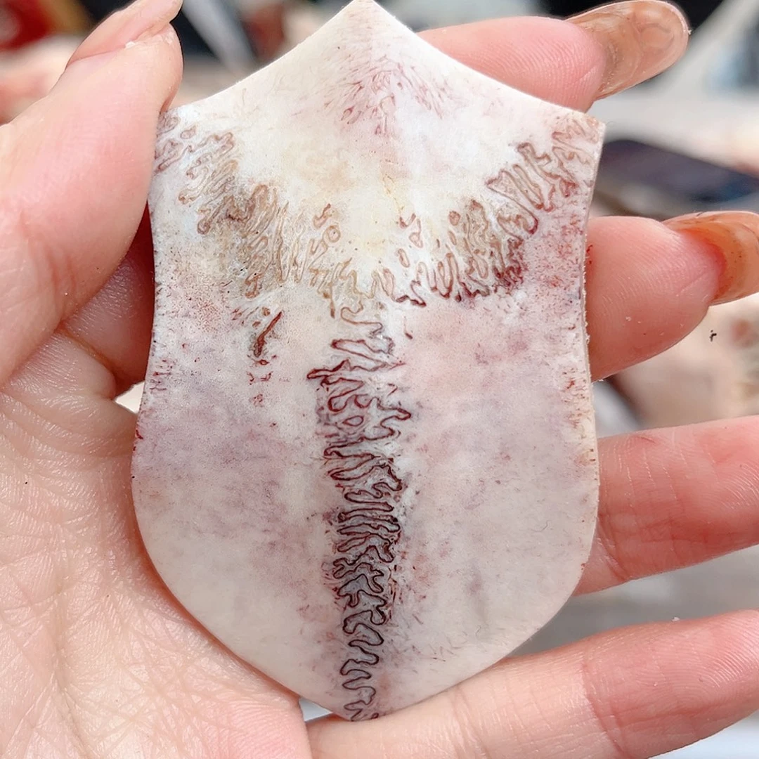 养殖鹿骨三届牌子吉林省包装