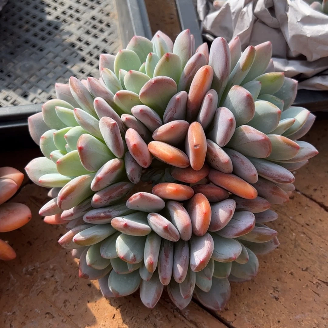 寄养26666666666666