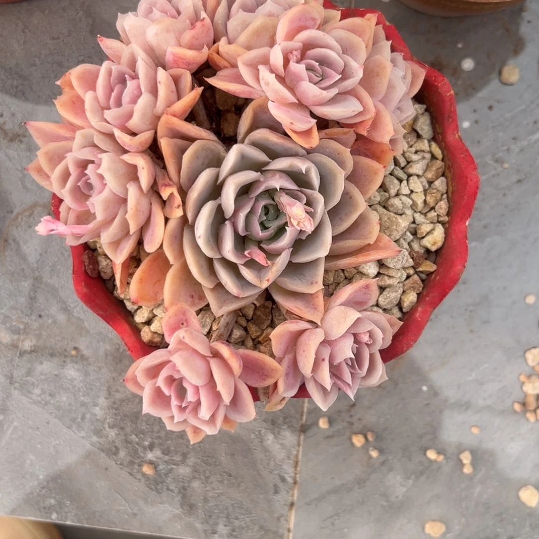 月影杂粉色满35包邮