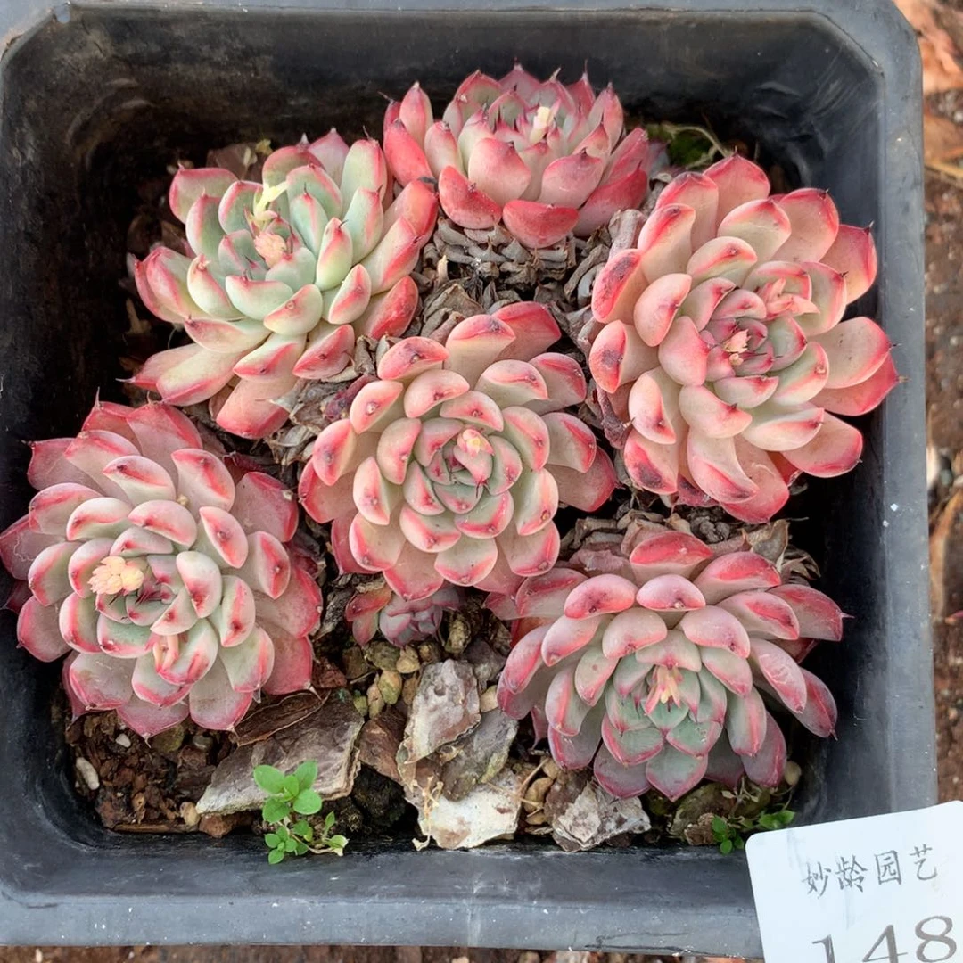 148杂交多肉11冠