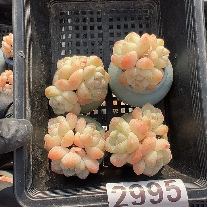 2995，四头三头咪你冰玉带盆发