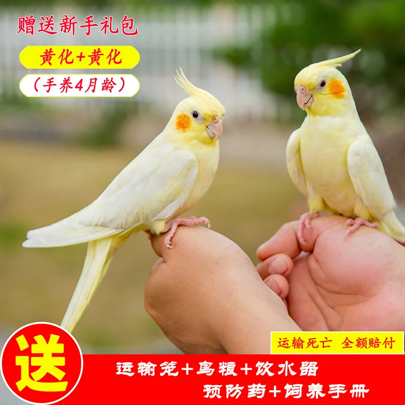 玄凤鹦鹉活体黄化玄凤会学说话可繁殖鸟手养宠物一对活物鹦鹉活鸟