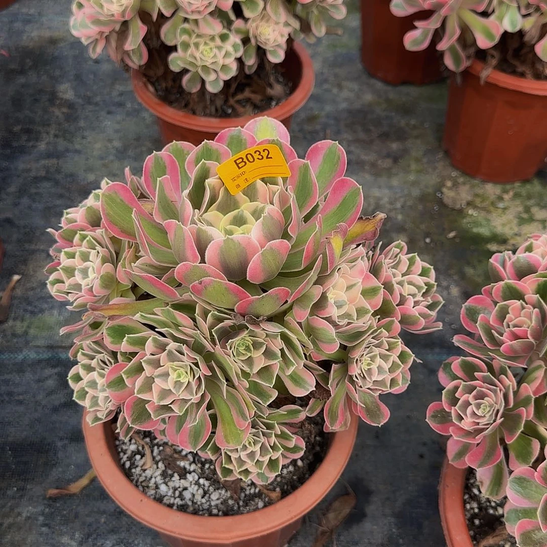 无花朵七彩石花花032