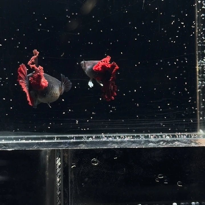 孔雀鱼褶扇种鱼一对