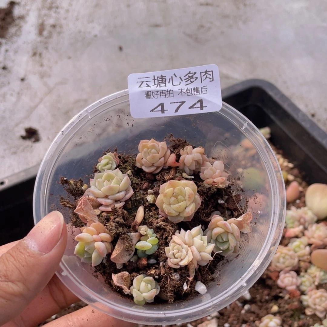 云糖心多肉植物474