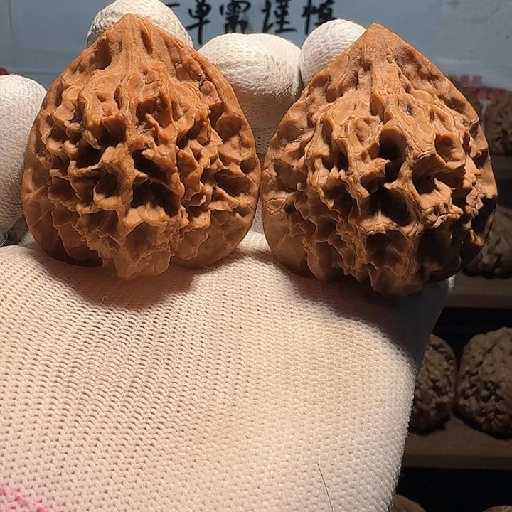 秦岭野生帝王官帽