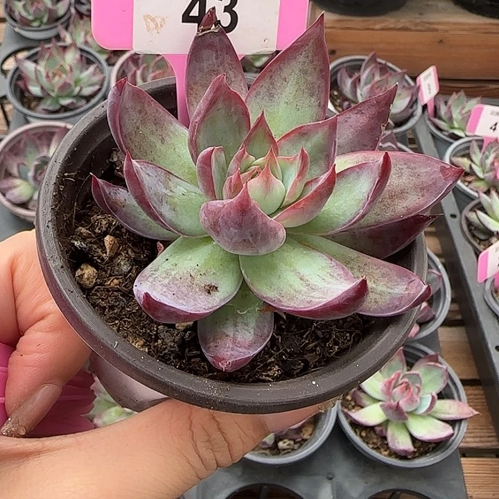 43 惊鸿仙子多肉植物