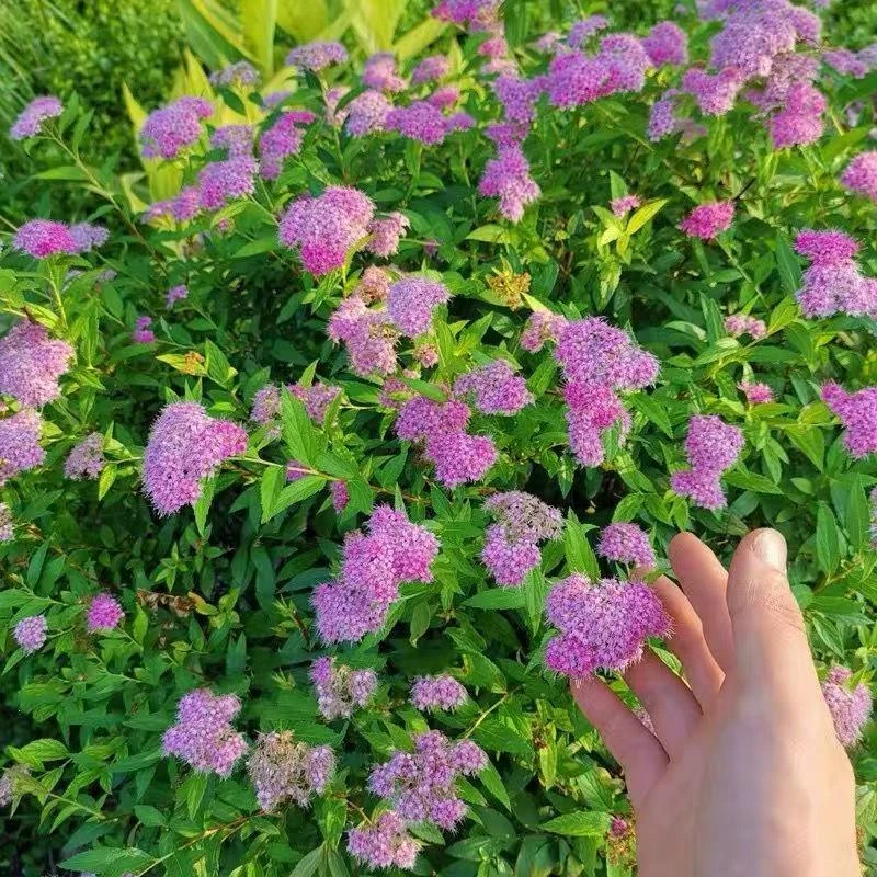 【金焰绣线菊】木本灌木耐寒耐高温开花植物