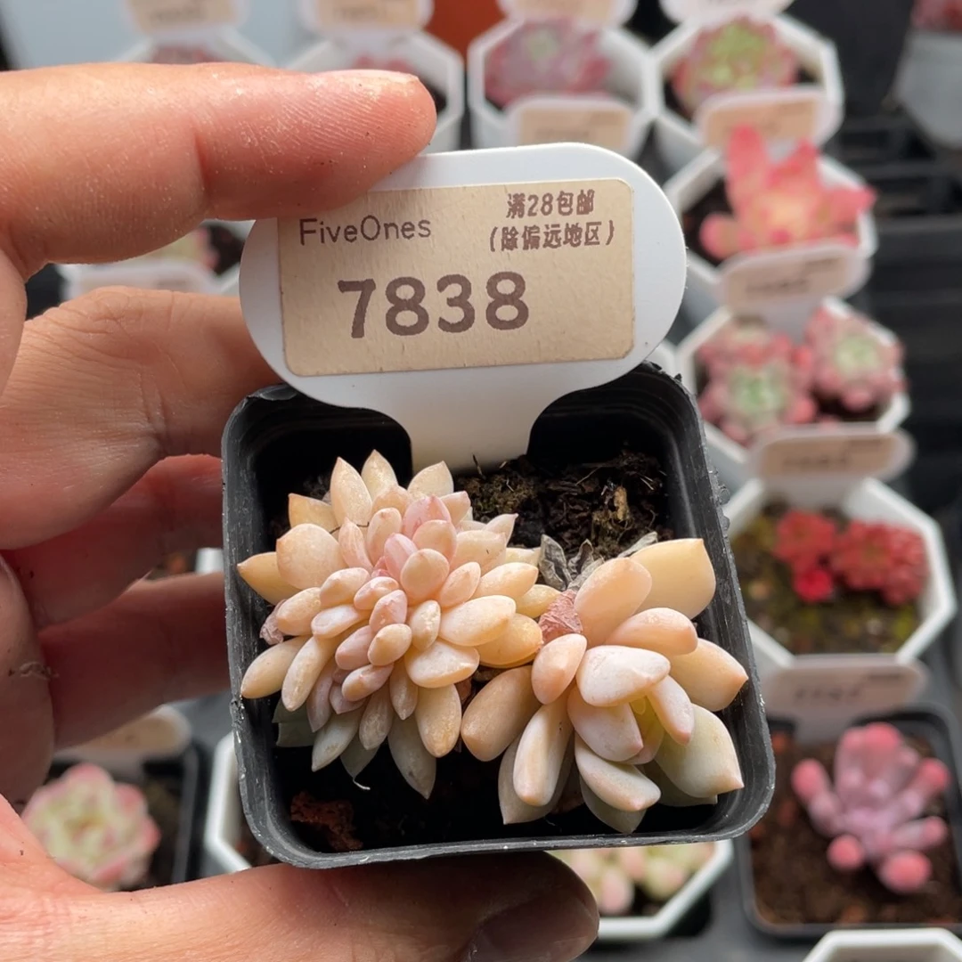 梦之雪缀7838-5.5厘米