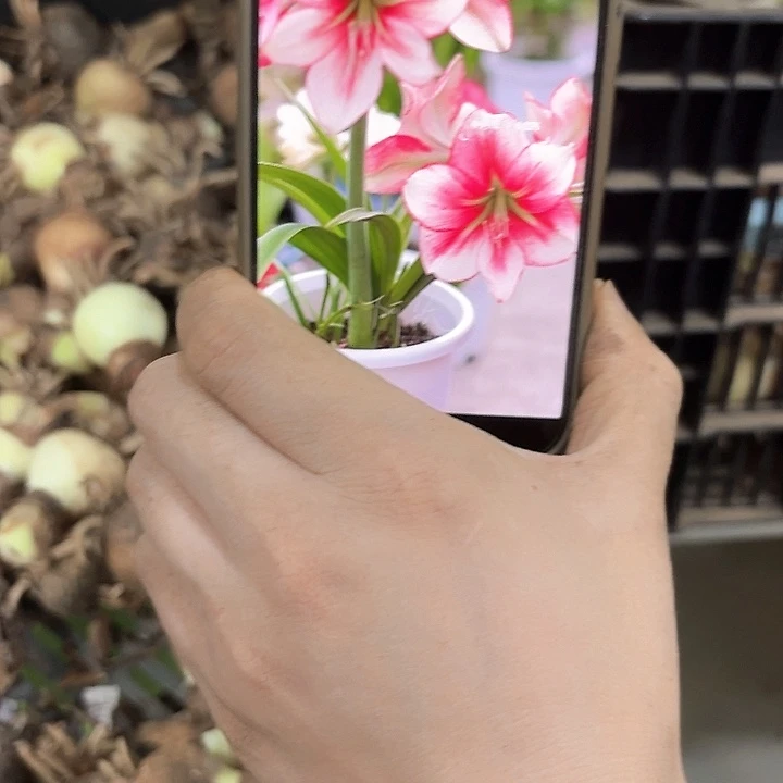 玛雅尼直径3.5公分