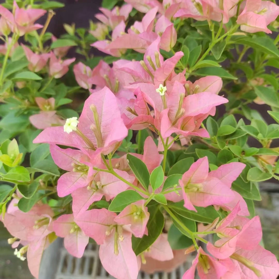 直播间一物一拍带盆带花三角梅盆栽爬藤植物专拍