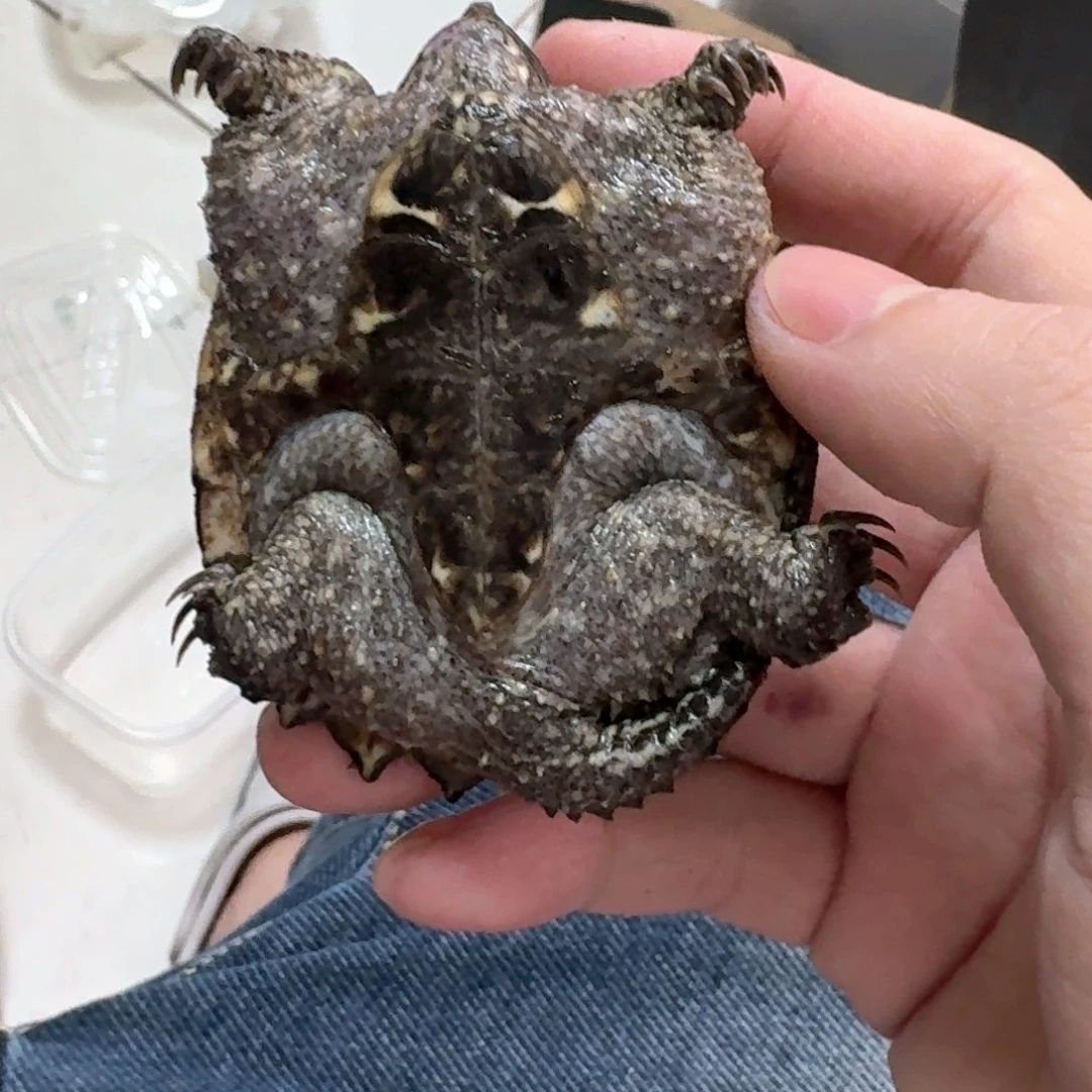 宠物龟不分公母111