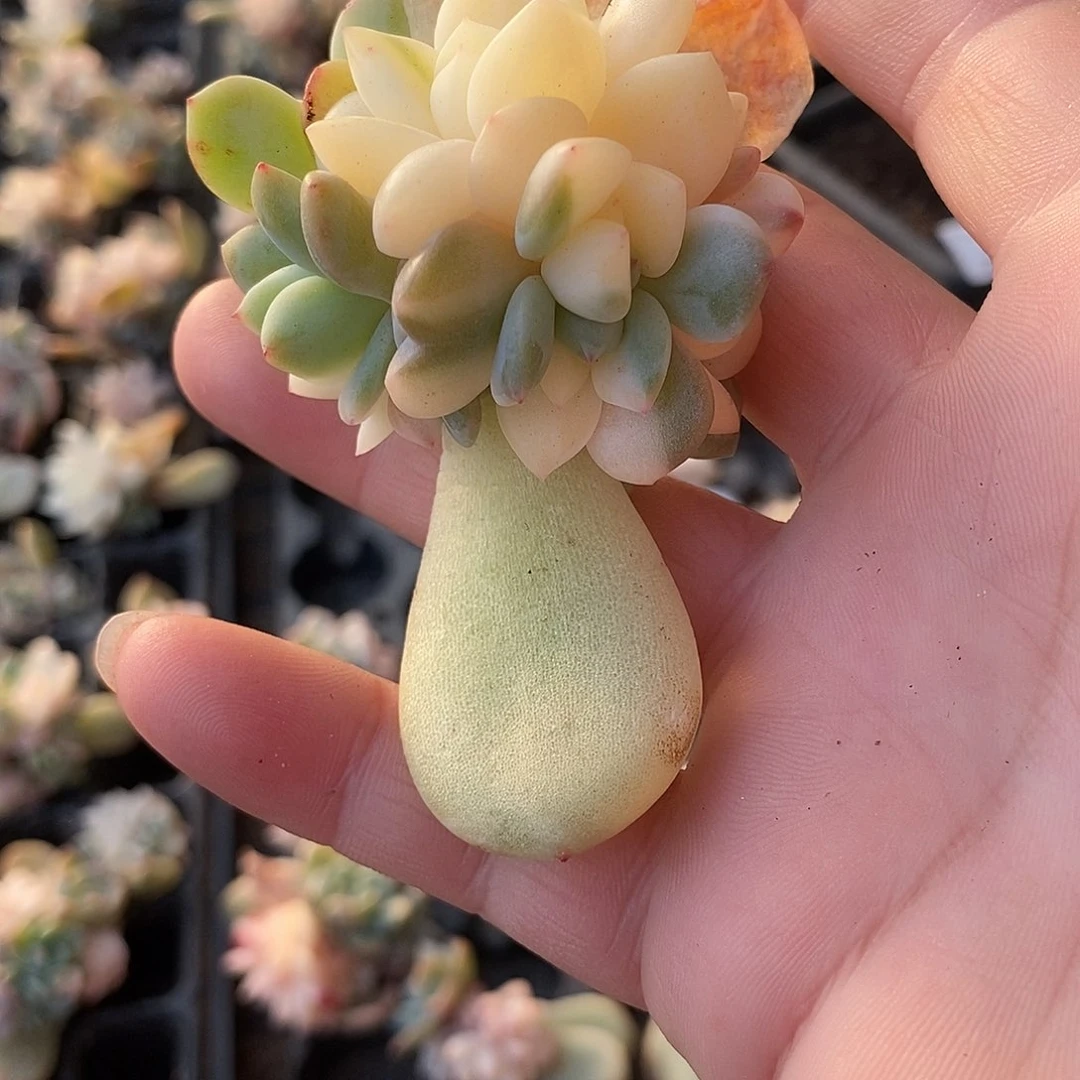 643梦露锦炸多肉植物哇啦塞