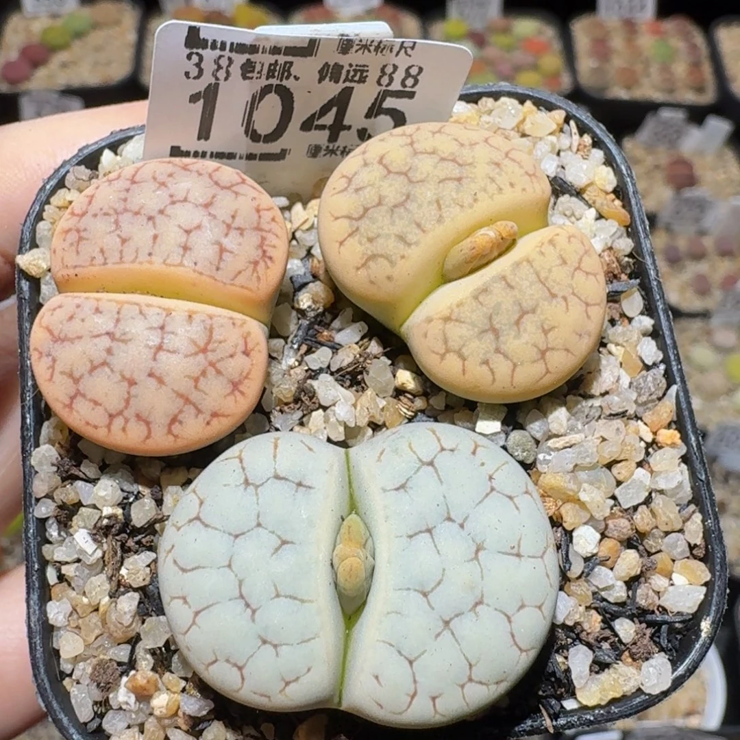 Sssss生石花肉1045