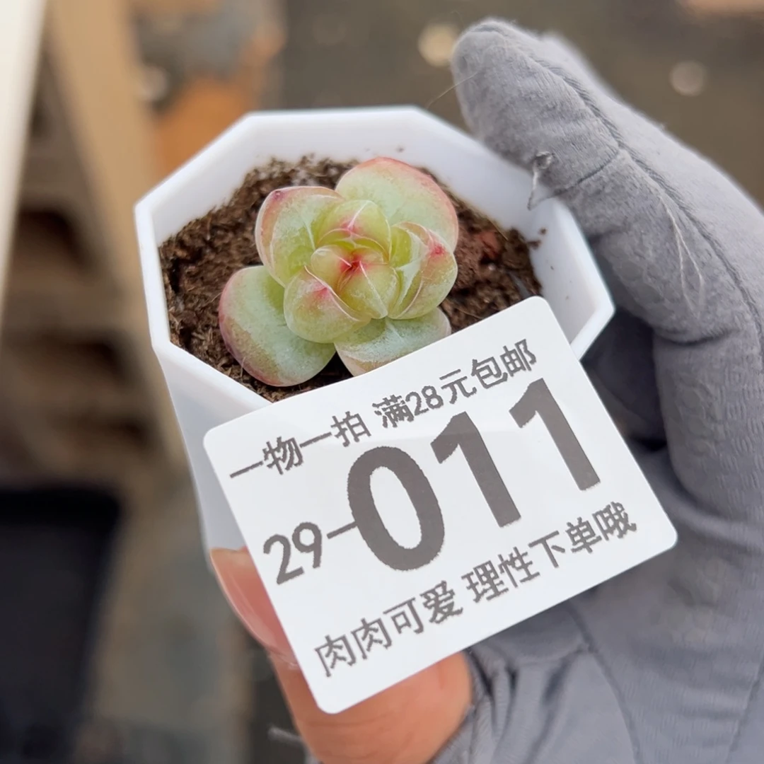 林*只恶魔之泪多肉多肉多肉多肉