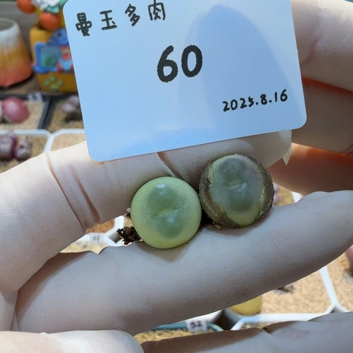 糖***只多肉多肉多肉8.16-060