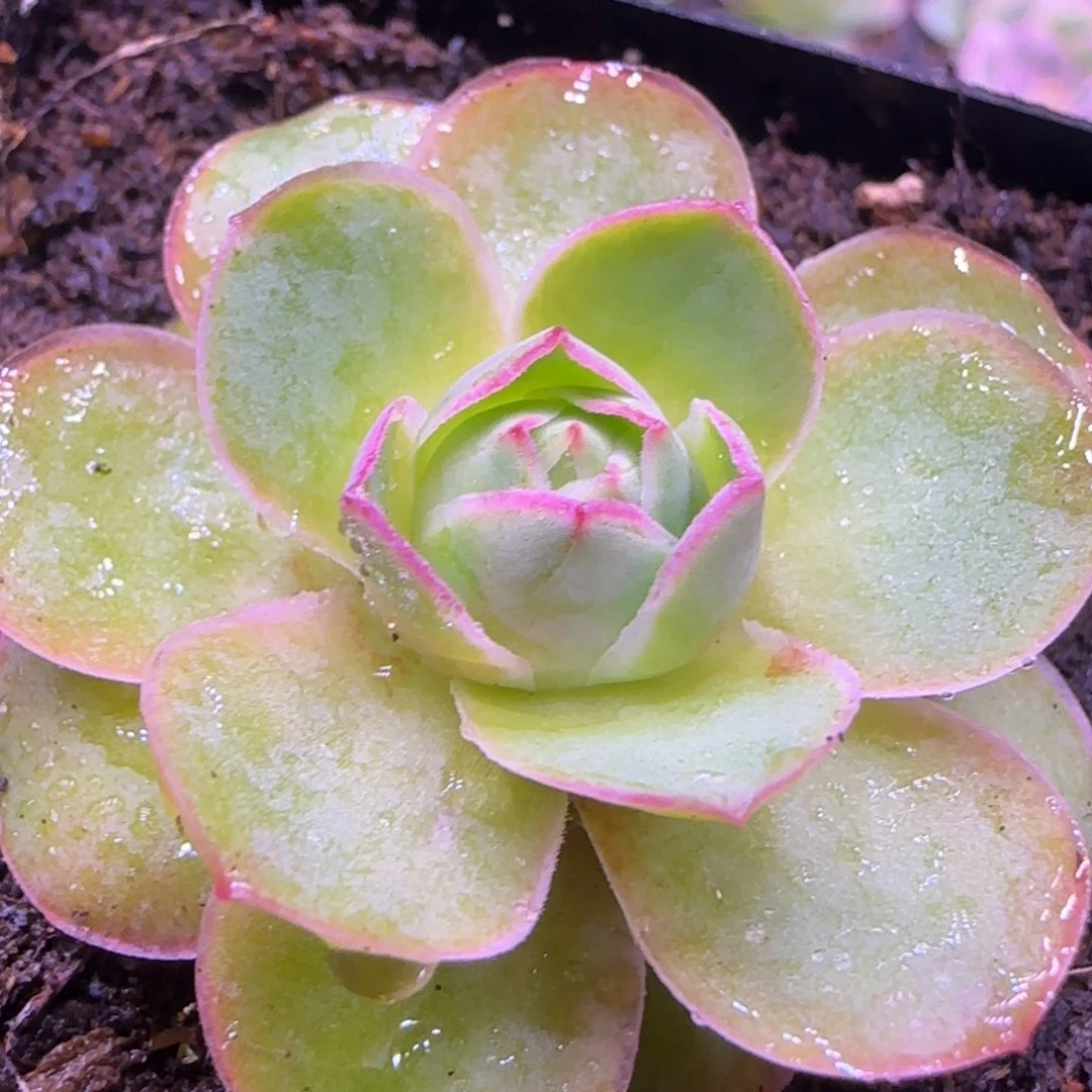 4厘米桃子玫瑰14242424242