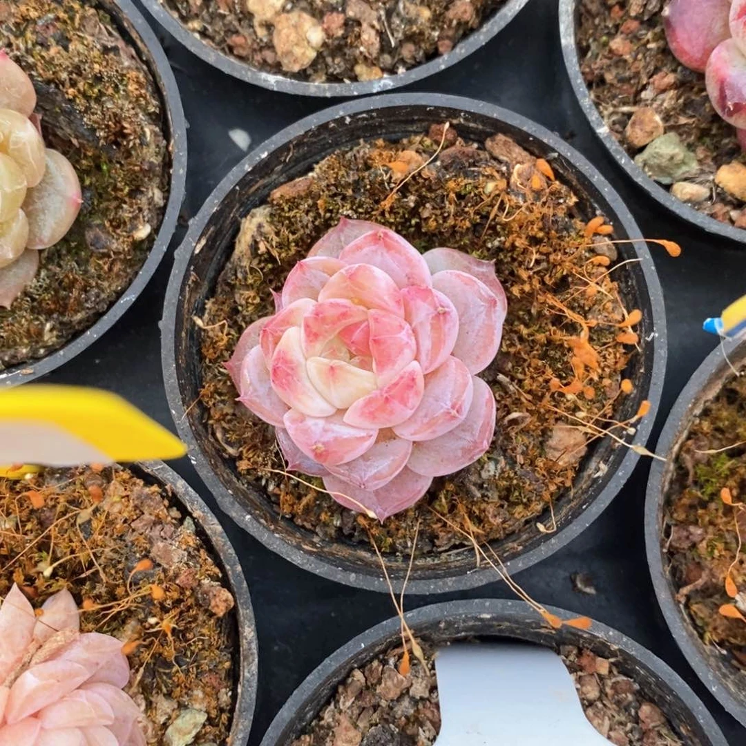 精品多肉一物一拍不包整05