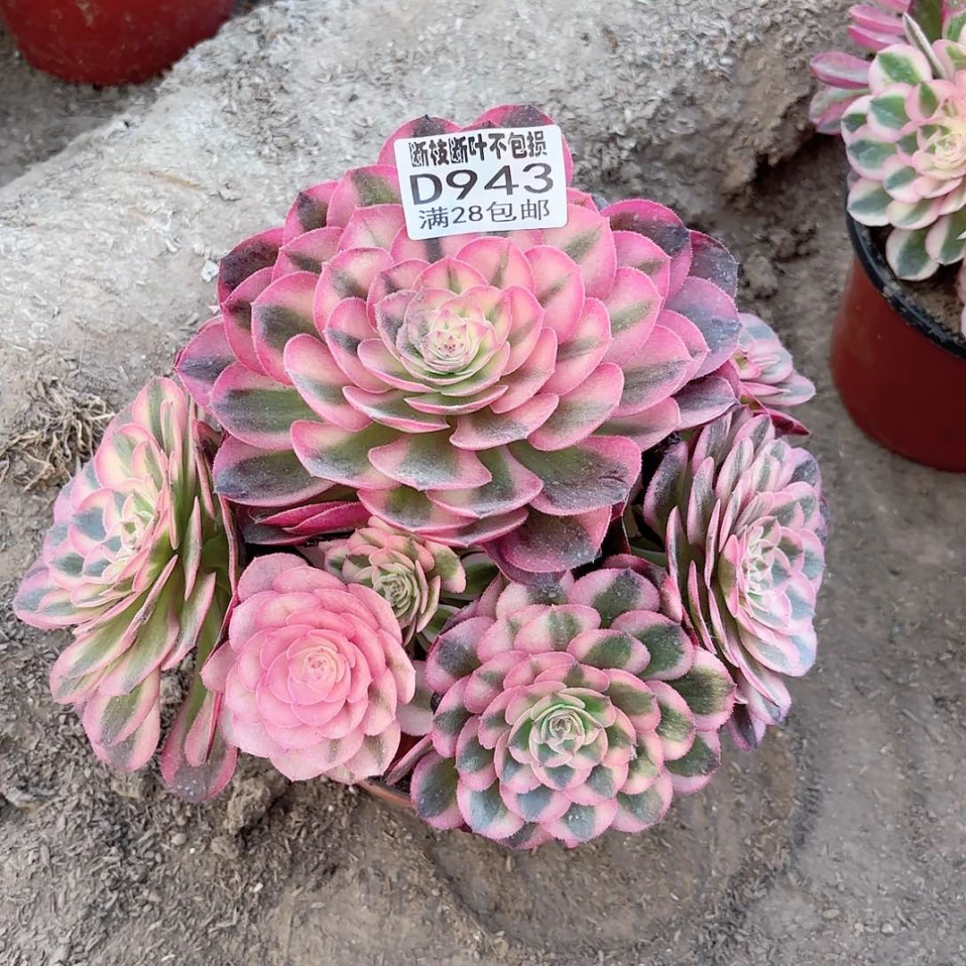 M. 943倾城多肉1111