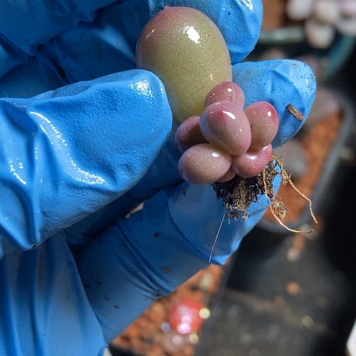 菜**。米可奶酪锦多肉植物