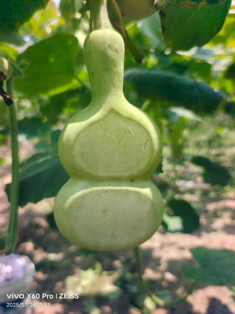 精品葫芦1号链接