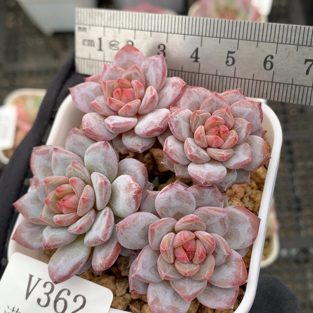 362。玉芙蓉四头老桩整群。