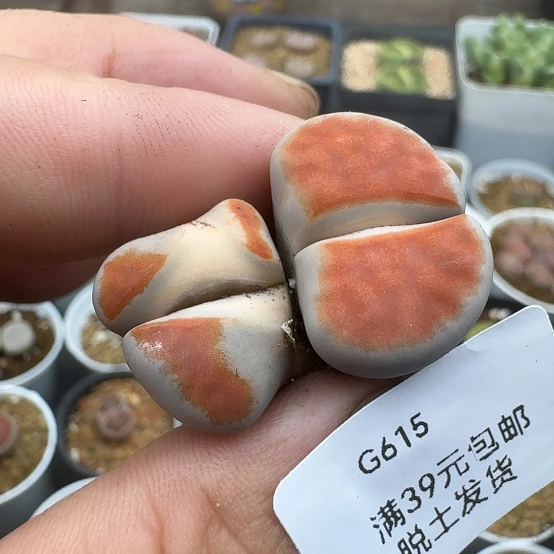515多肉哈哈哈哈哈哈哈