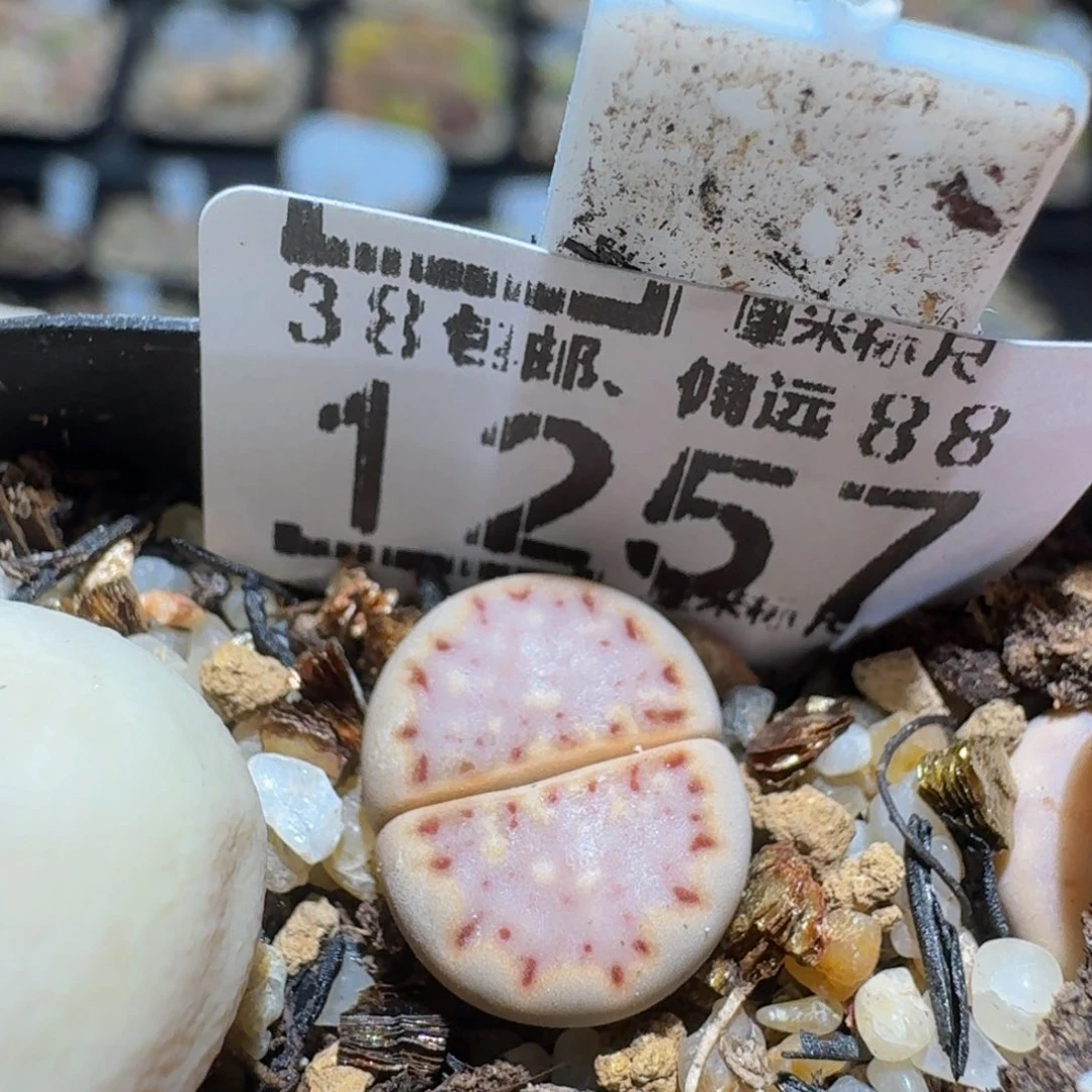 zzzz精品生石花1257
