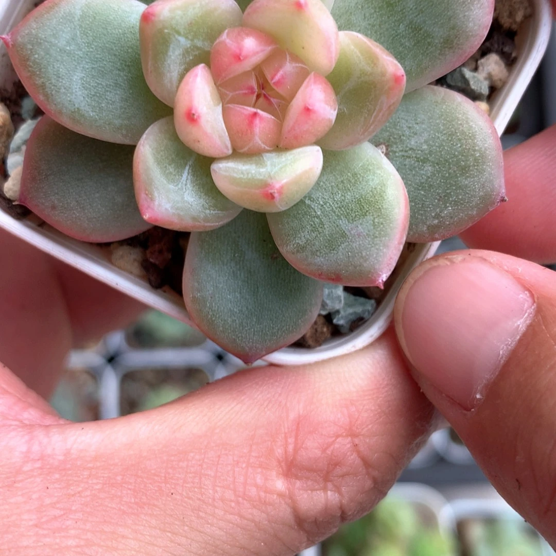 粉白心。         15号
