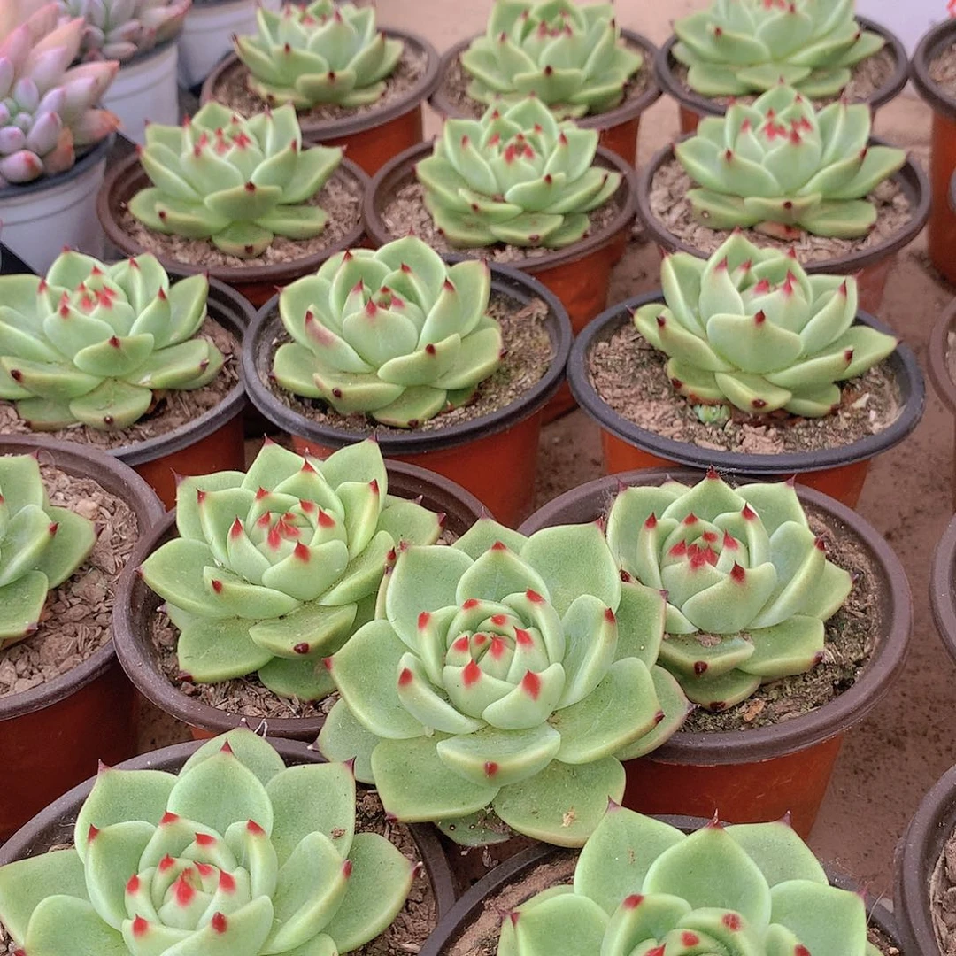 蓝龙23567888999999