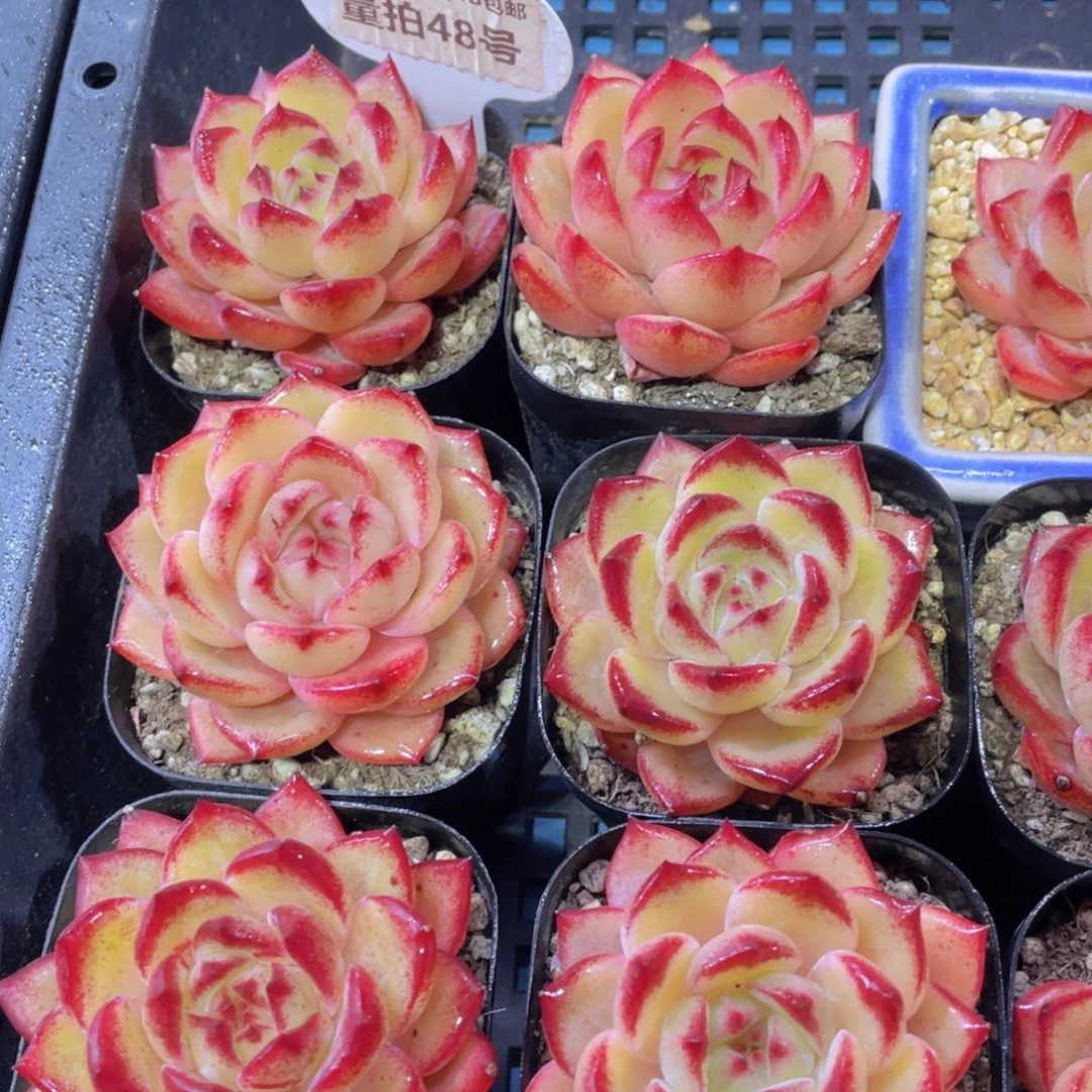 量拍48号 黄体夜魔侠单头全状态一个