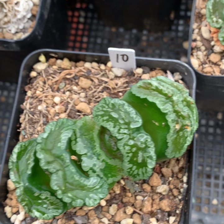 蜻****呱玄武玉扇带盆土发货