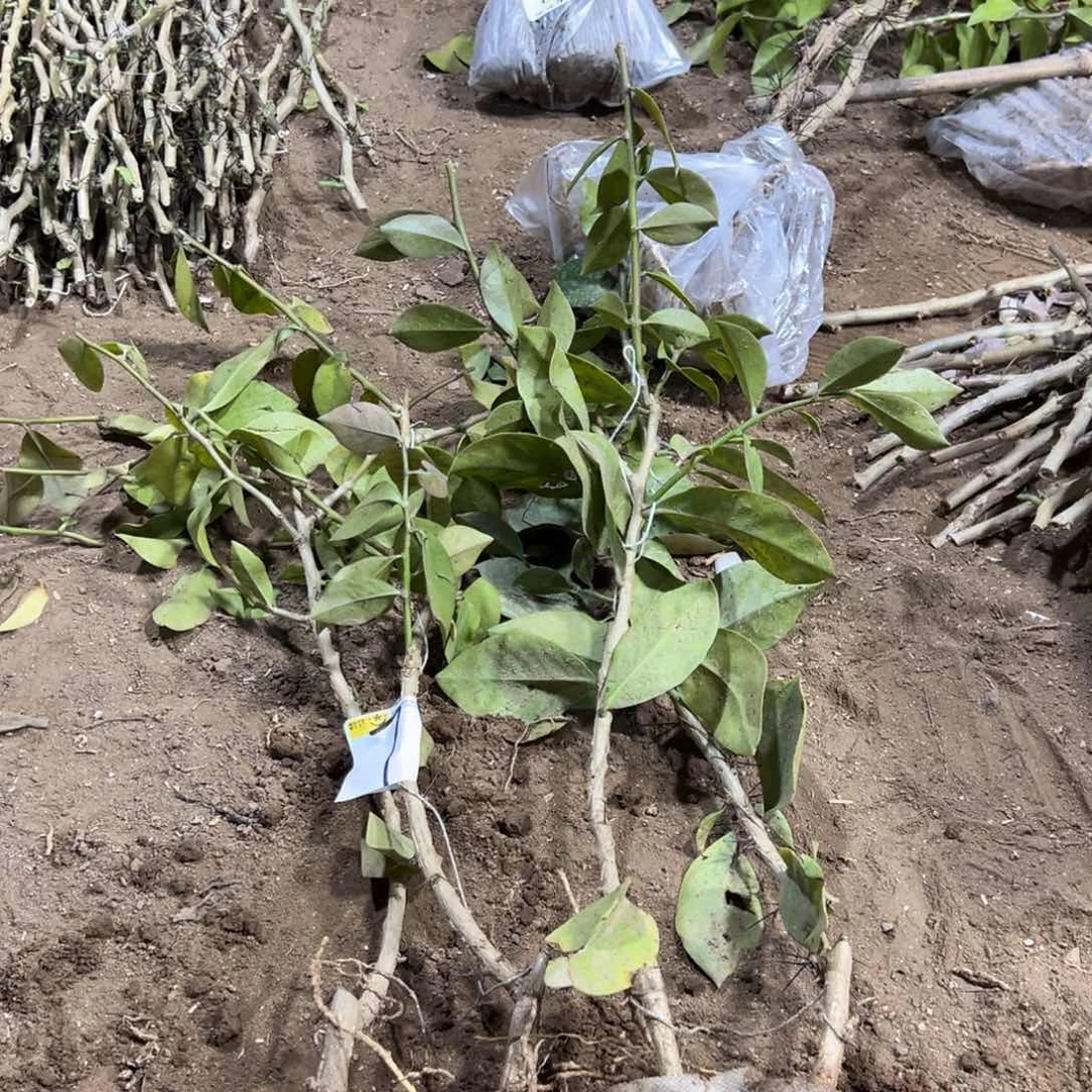 50公分左右叶仙四颗编号7