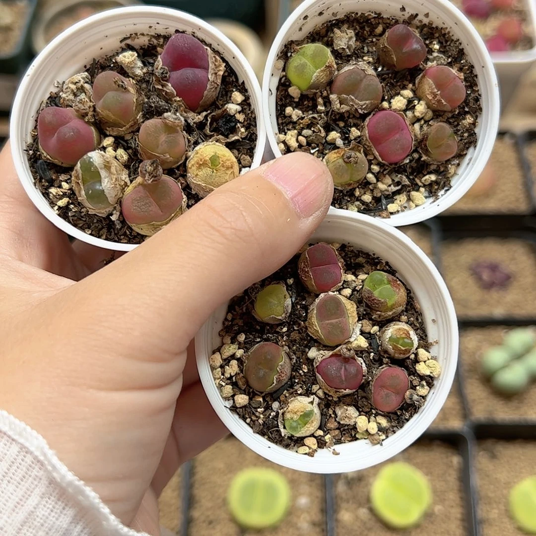 【闪购商品】199 带盆