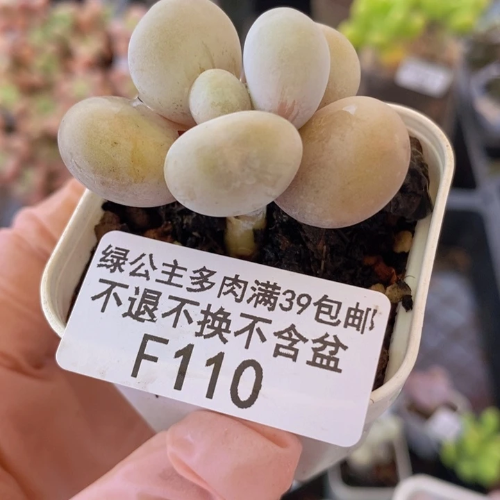 水光针奶酪4cm110多肉植物