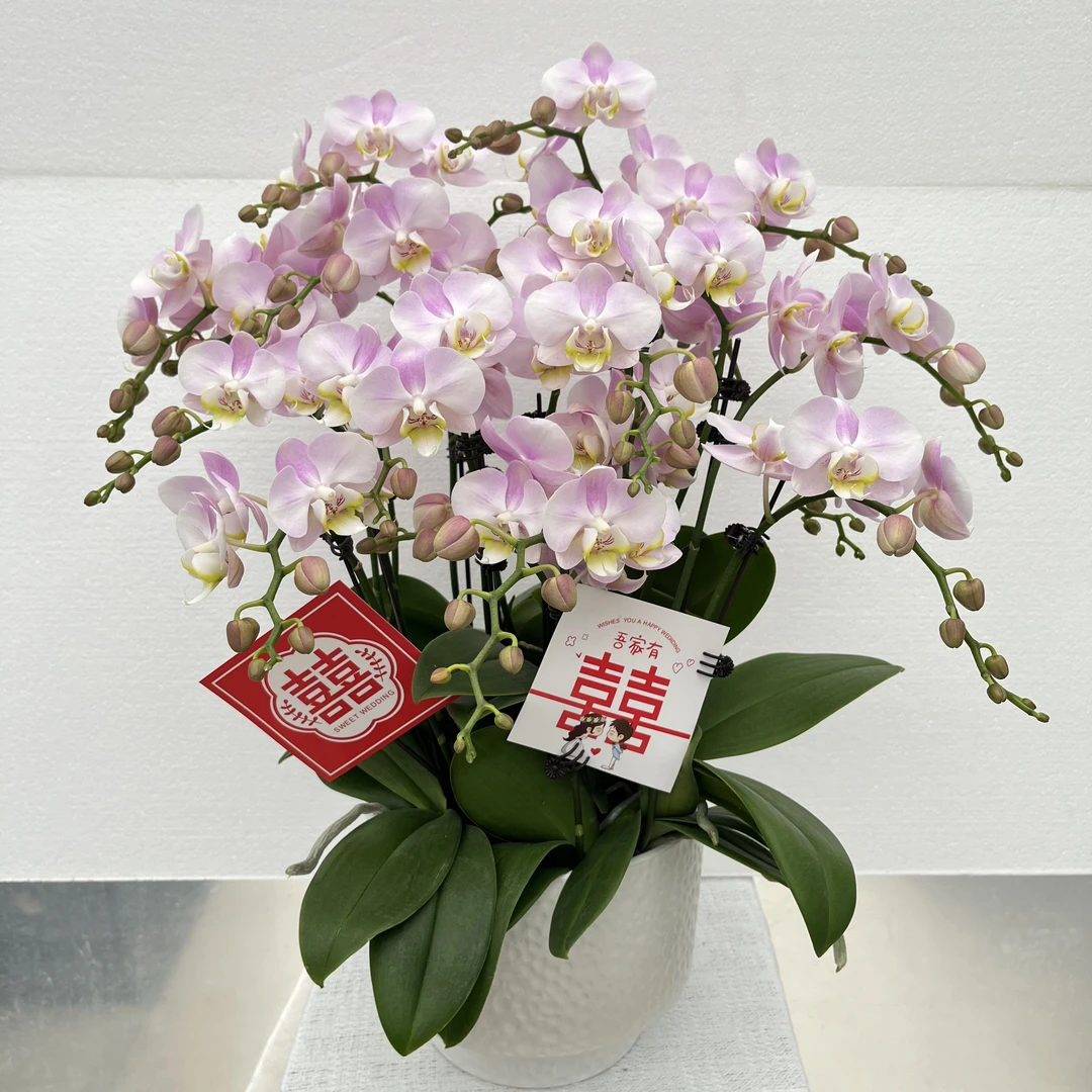 兰馨【天使】 蝴蝶兰盆栽  室内花卉 花期长 好养活植株