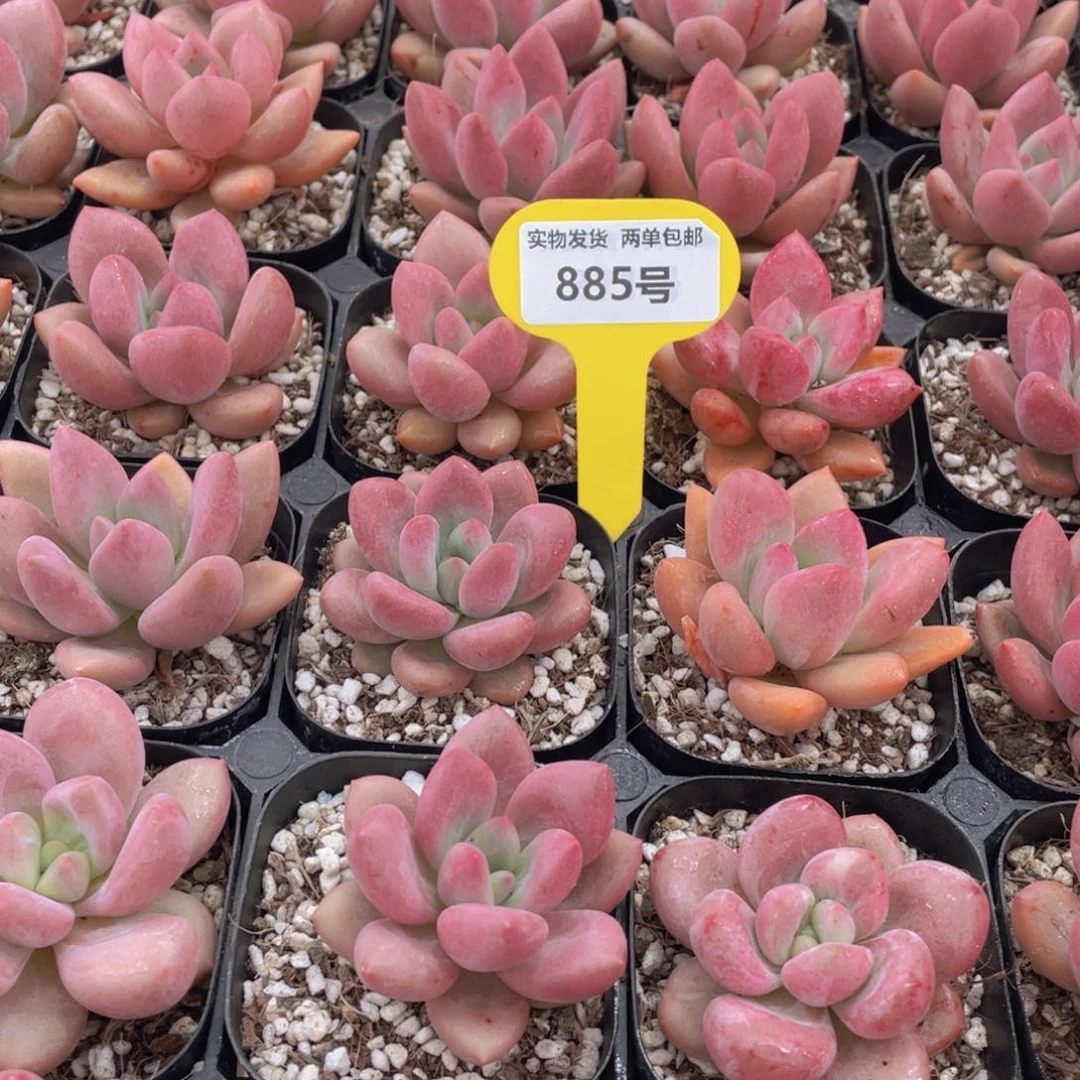 885号 桃花源单头一个