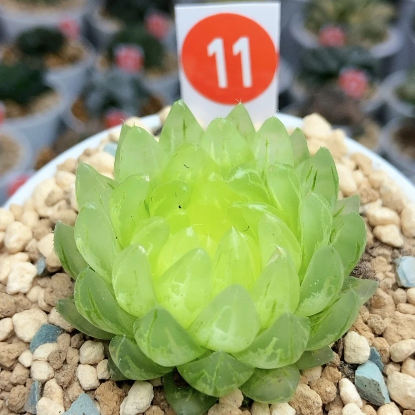 【闪购商品】11冰晶