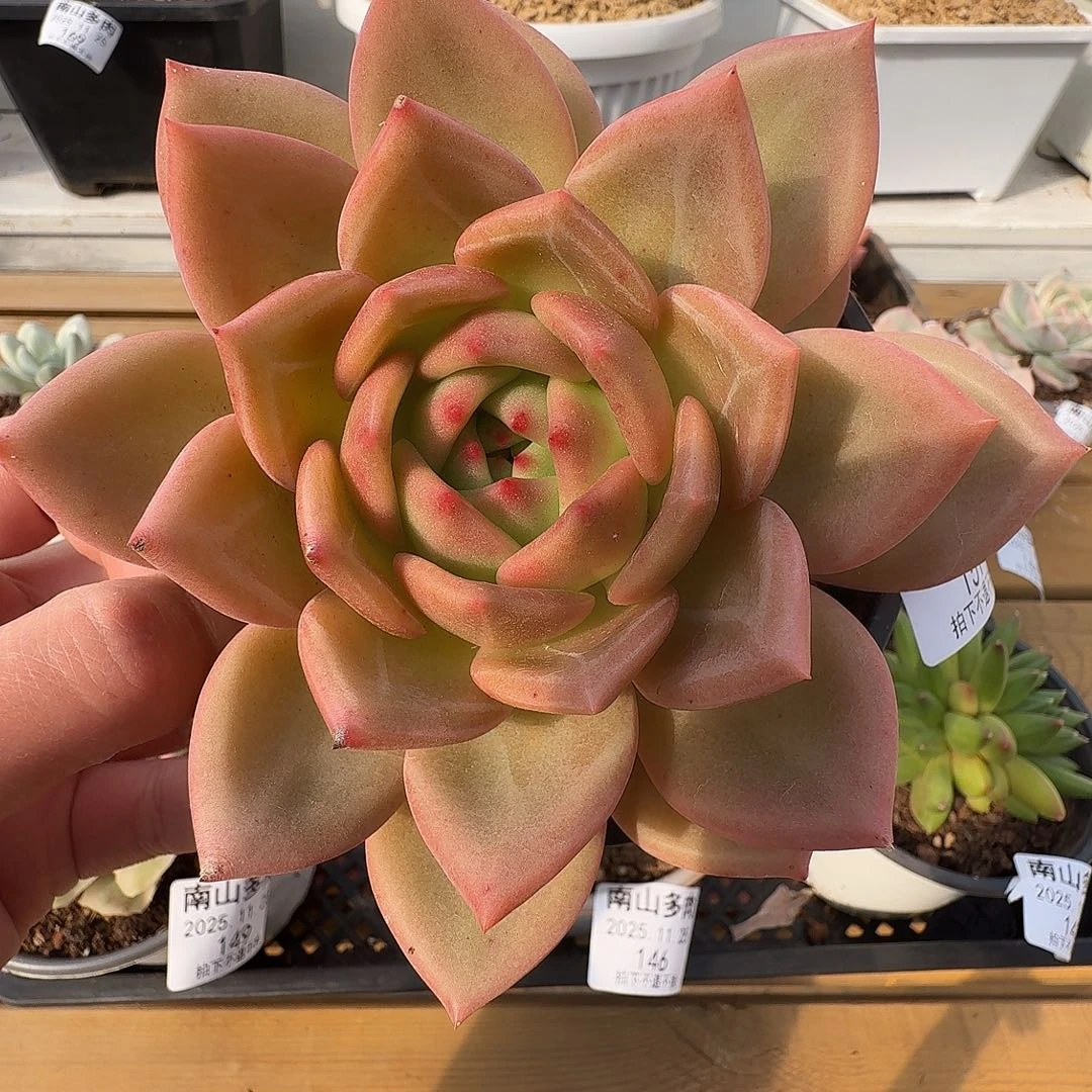 香槟1111111125-151