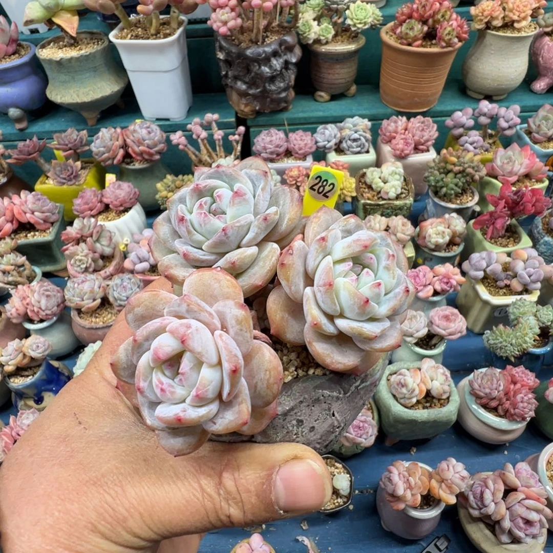 282号星影老桩3头无砍