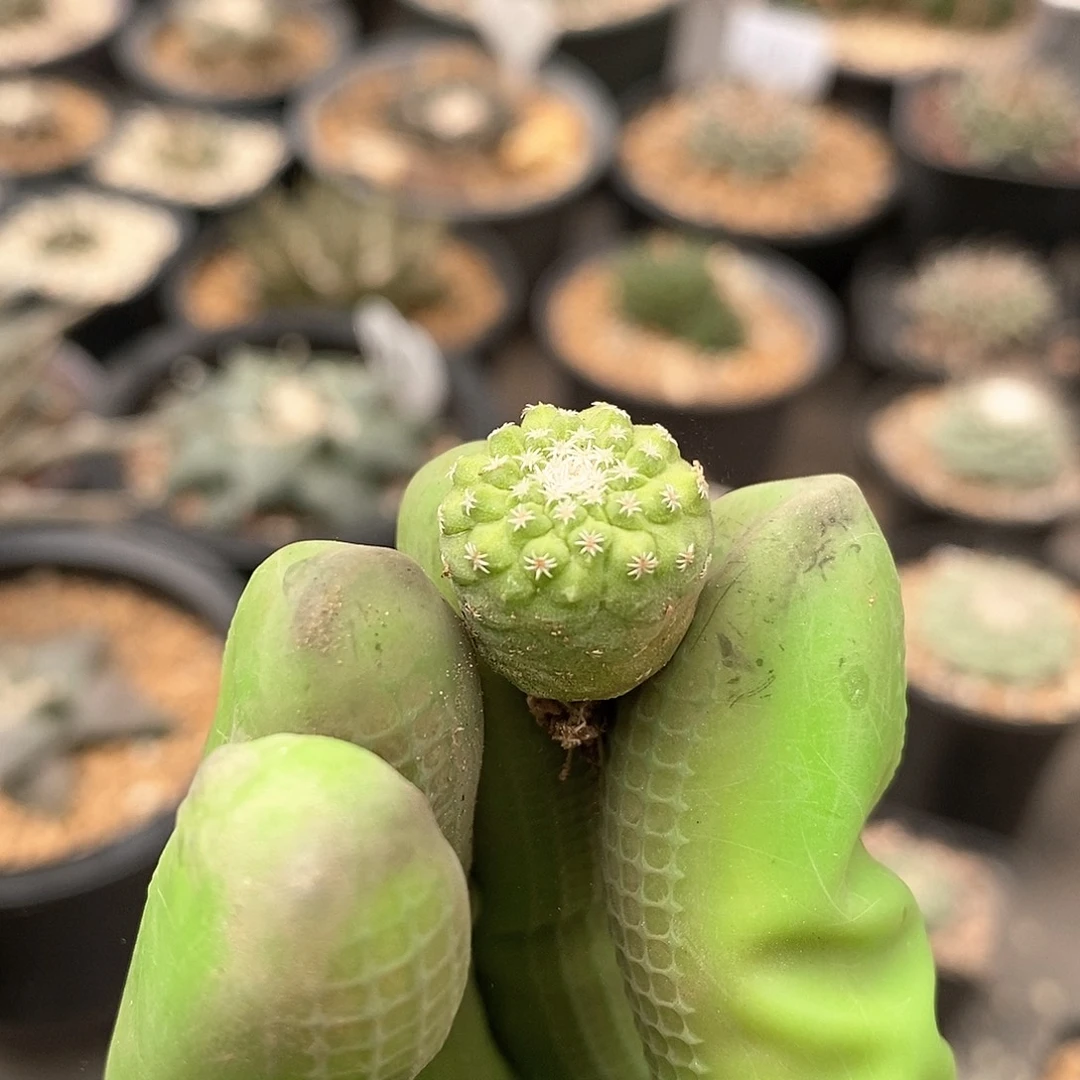 大*✨实生小菊水仙人球