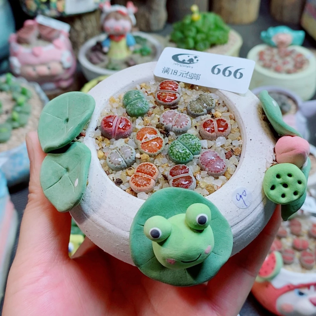 生石花花花花花花花花666