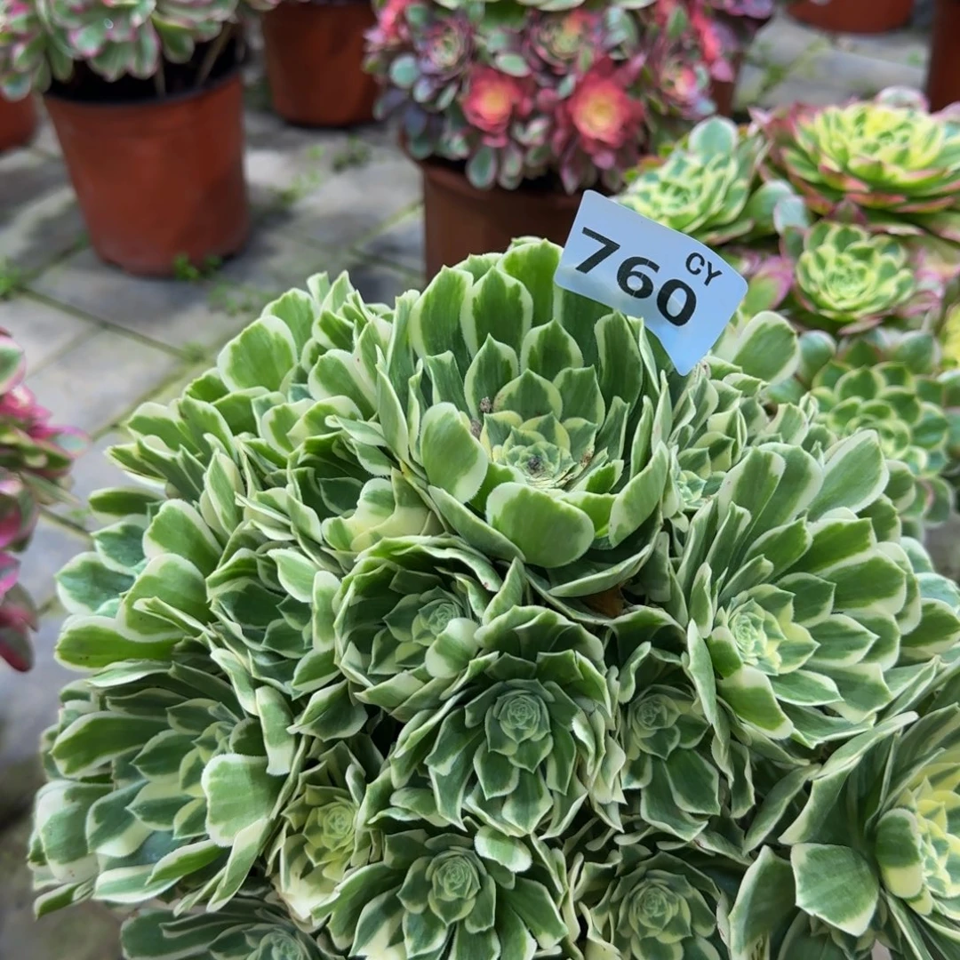 就***刘多肉植物760迈巴赫 寄养