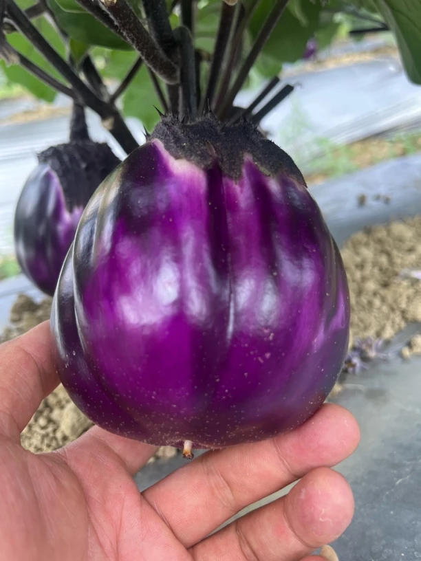 贵州高山农家自种漏天老品种茄子新鲜现摘小茄子小圆茄