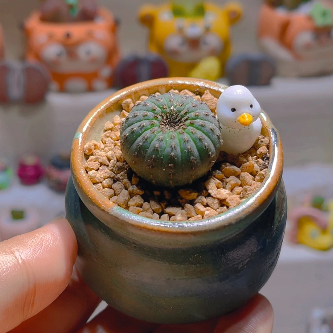 056高端仙人球带盆带土手工盆